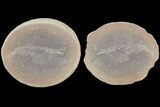 Fossil Shrimp (Lobetelson) Pos/Neg - Illinois #120958-1